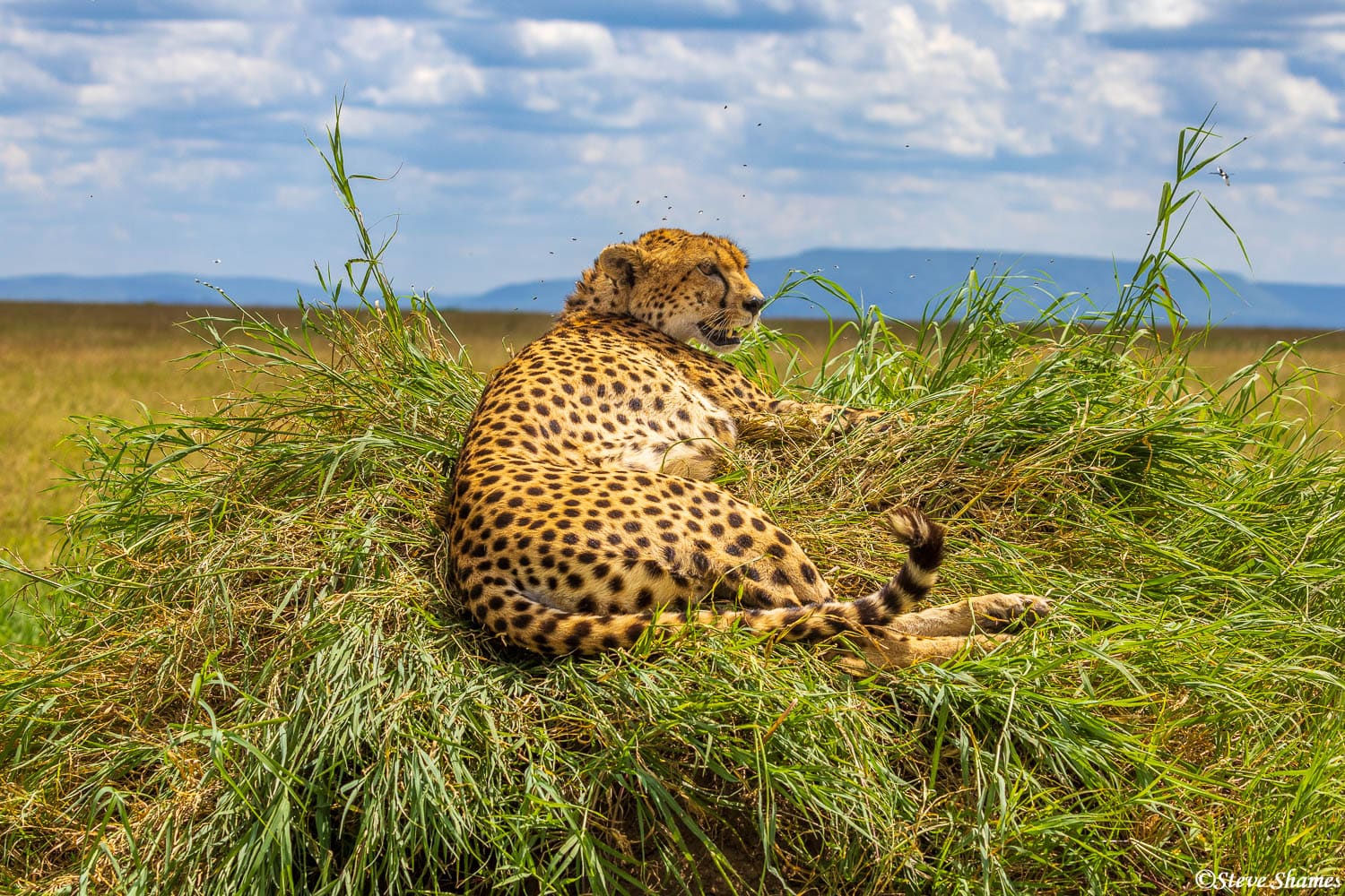 A cheetah scanning the plains from a termite mound