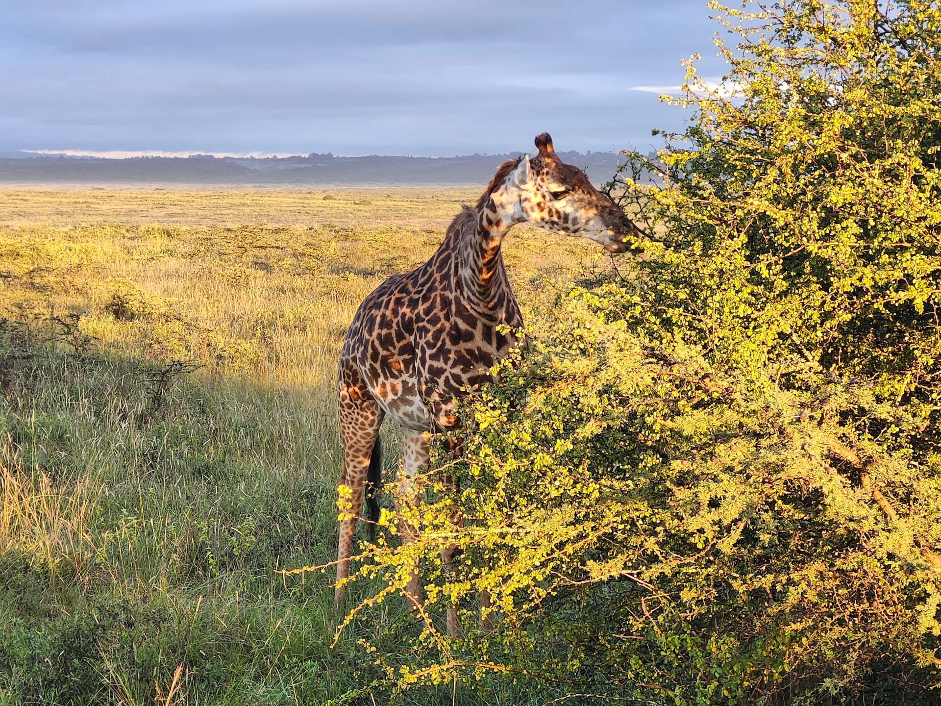 The Great Migration Safari — photo 4