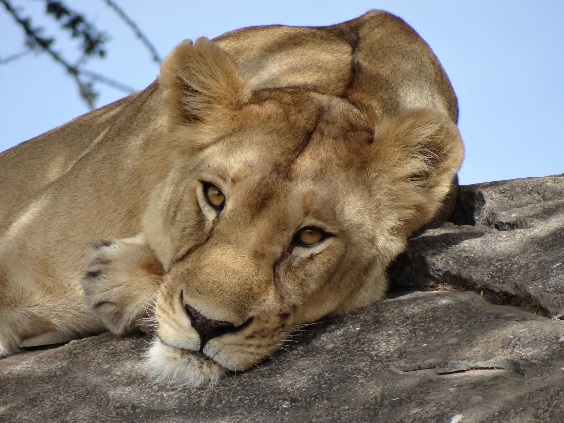 Day 4 — Serengeti to the Crater rim