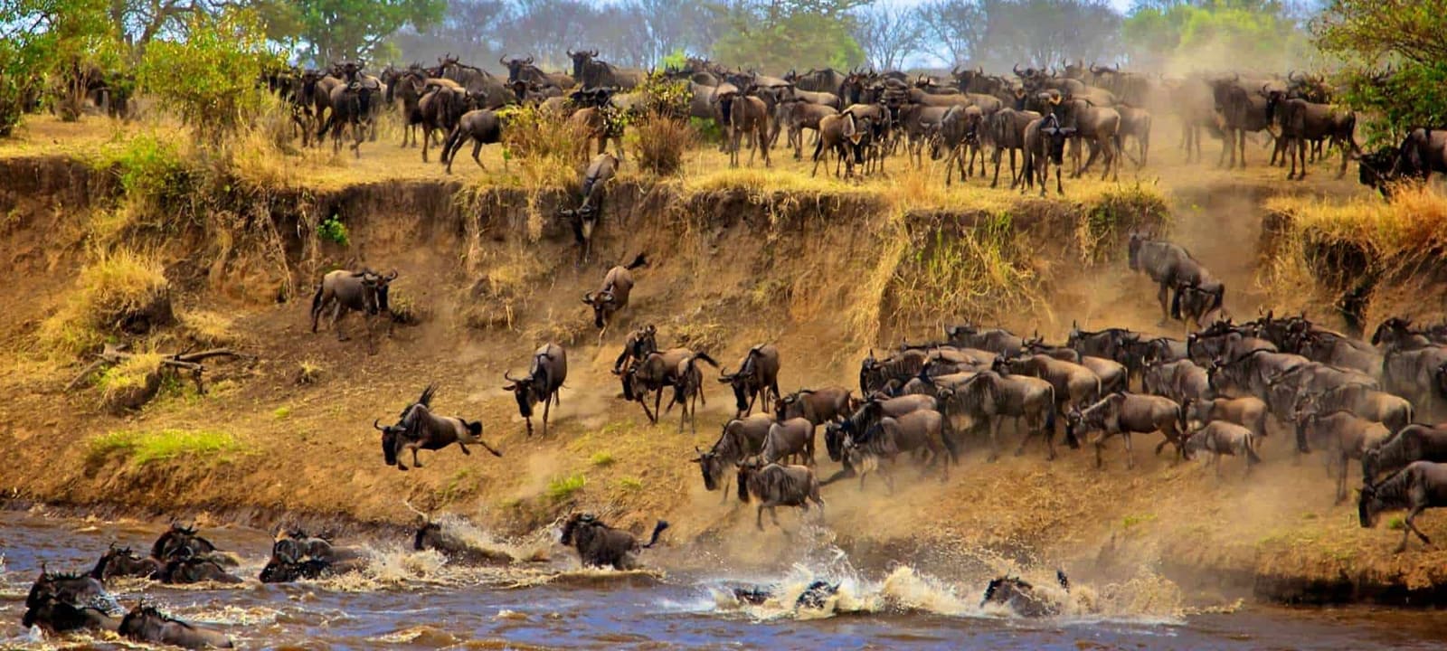Wildebeest on the move across the Serengeti