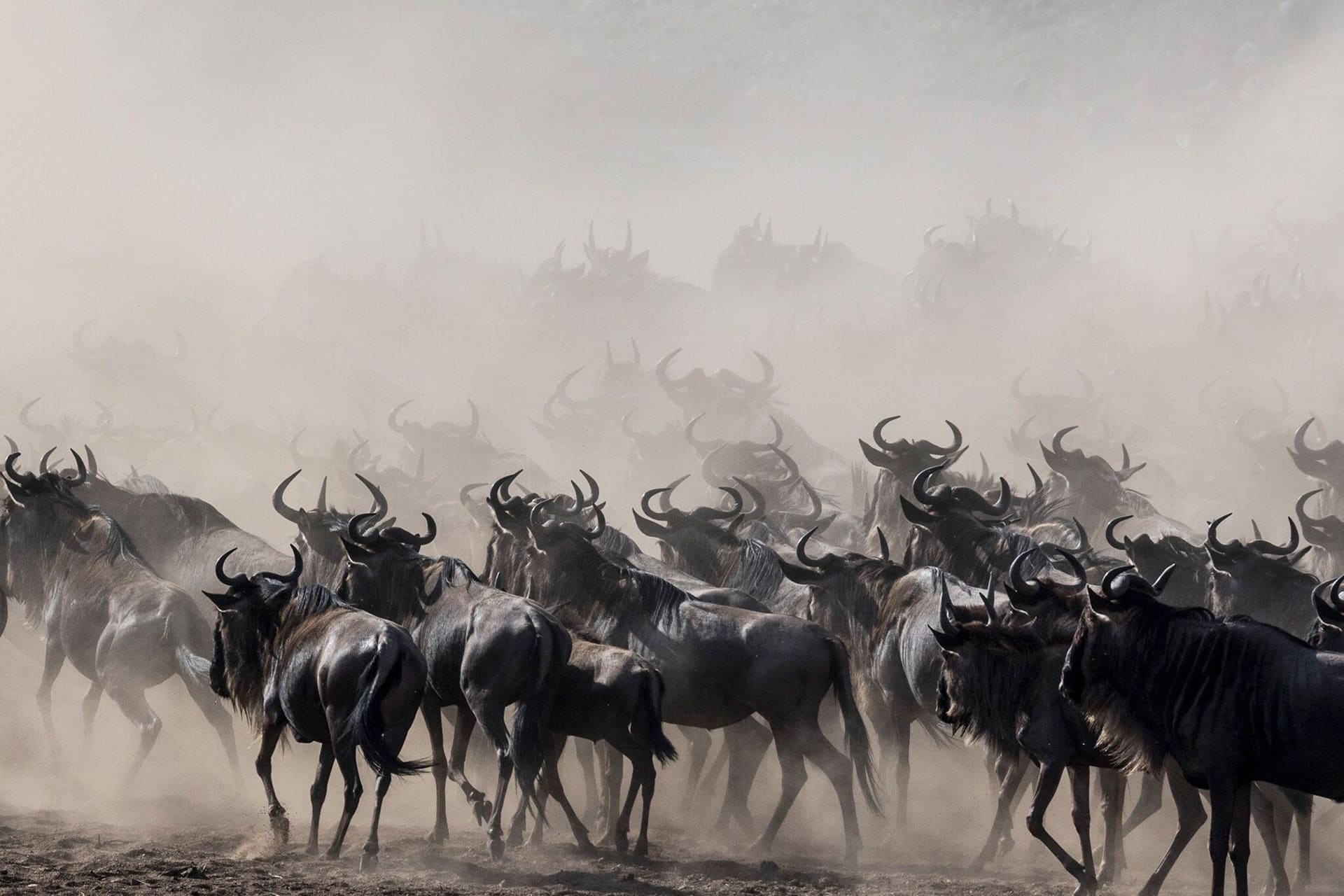 The Great Migration Safari — Tanzania safari
