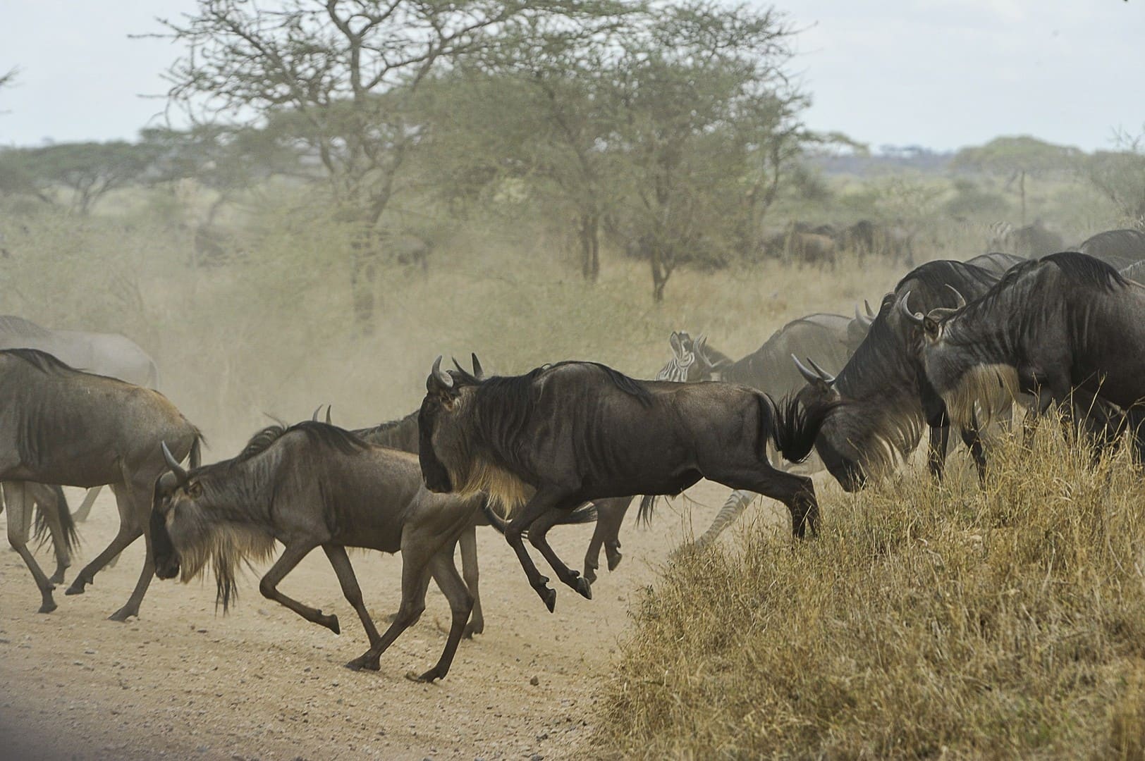 Classic Northern Circuit — Tanzania safari