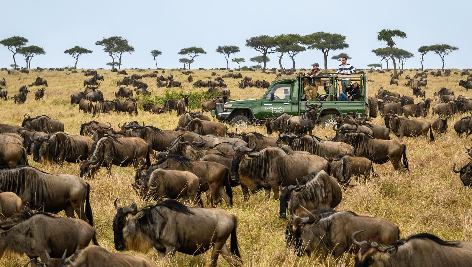 Zebra and acacia trees on the Tanzanian plains
