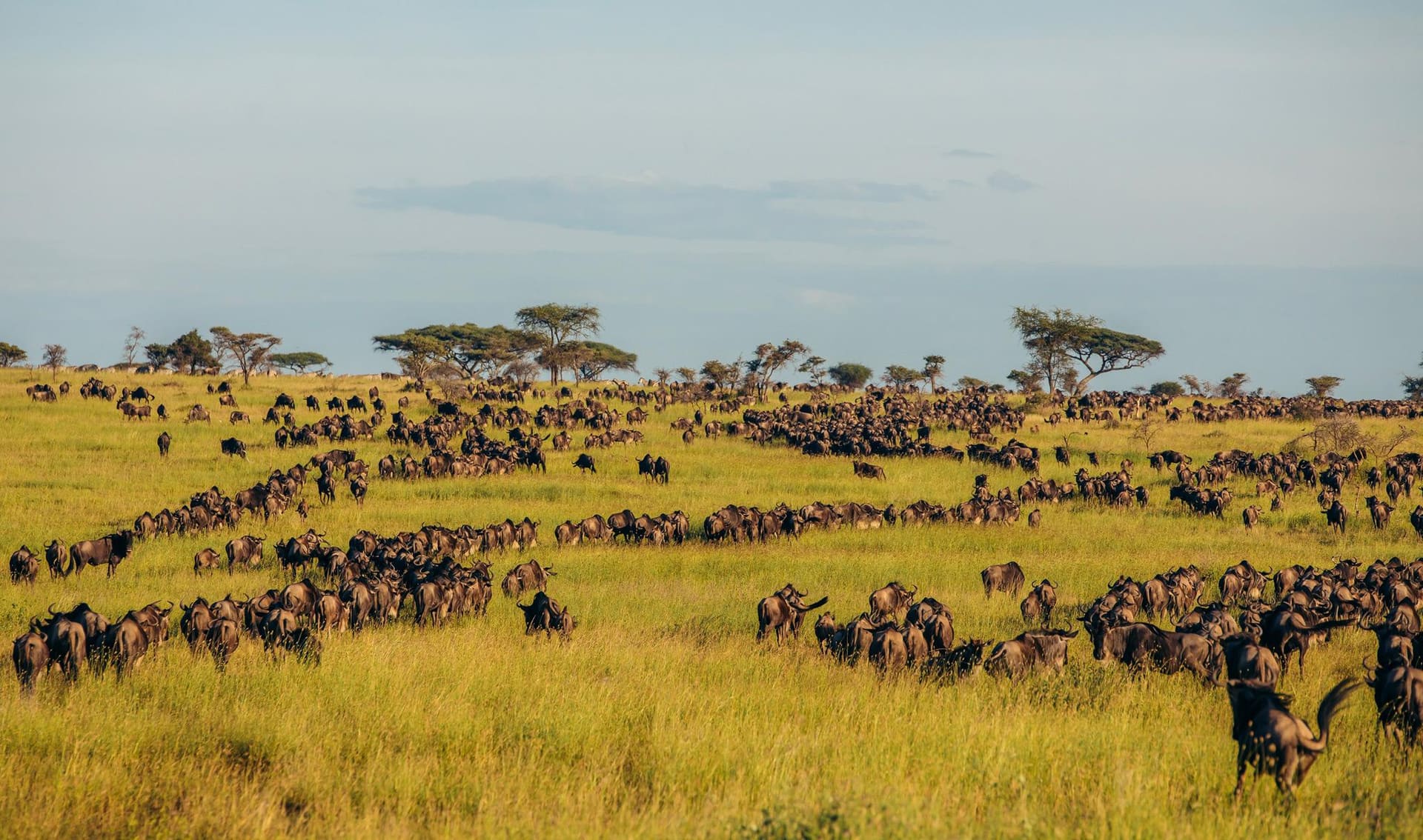 Day 3 — Full day, Central Serengeti