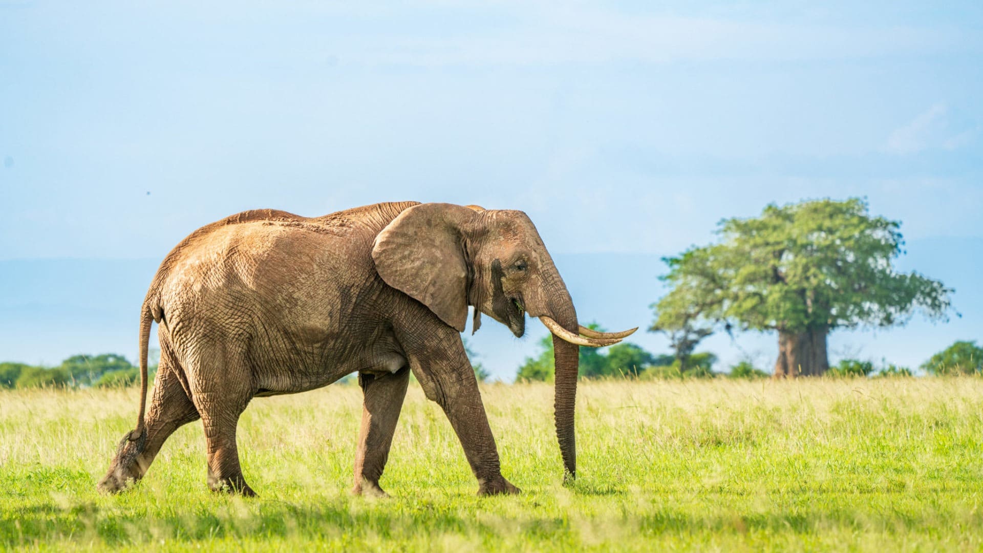 Tarangire National Park
